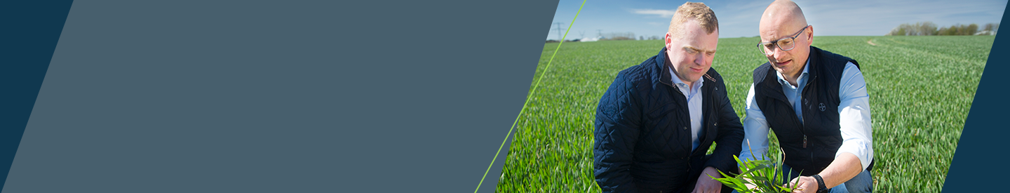 Christian og Jens-Richardt kigger på en plante ude i marken